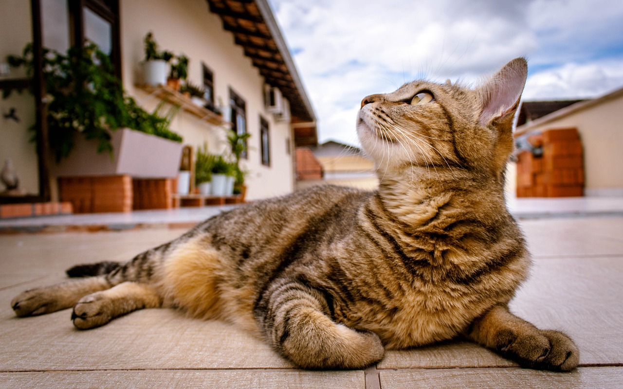 How to Train Your Cat to Use a Scratching Post